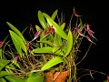 Bulbophyllum masdevalliaceum (2)